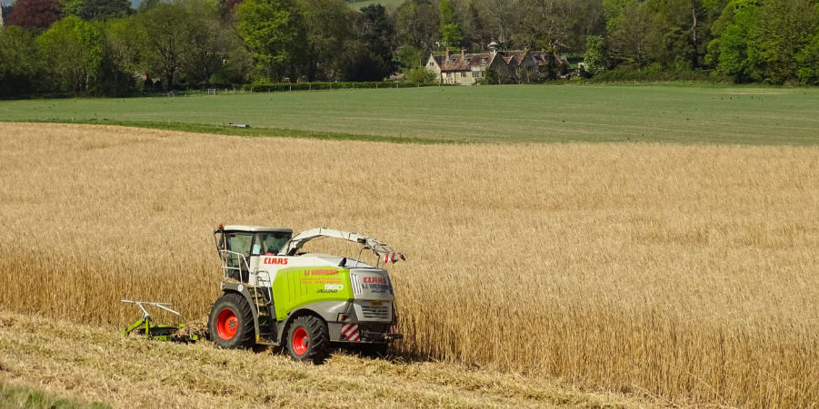 A large field of miscanthus x giganteuse being harvested for sustainable products