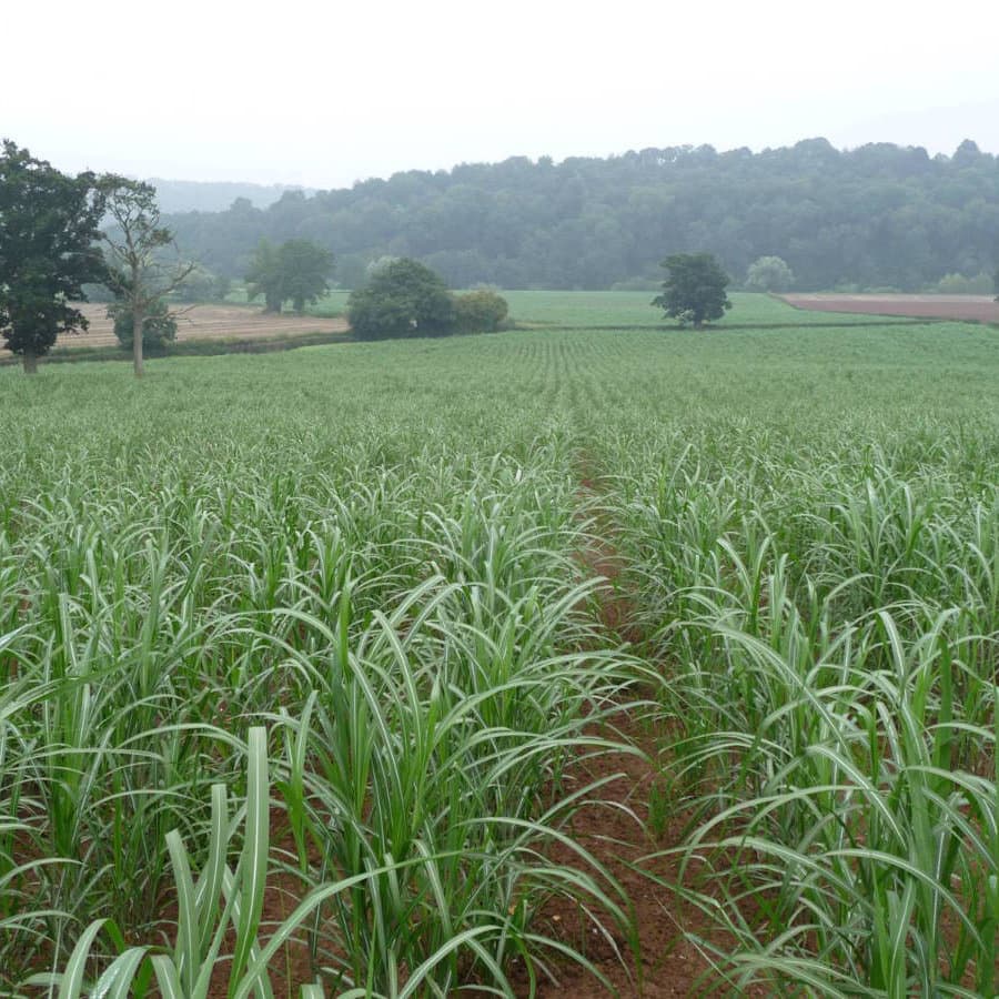 Crop of elephant grass in the first year