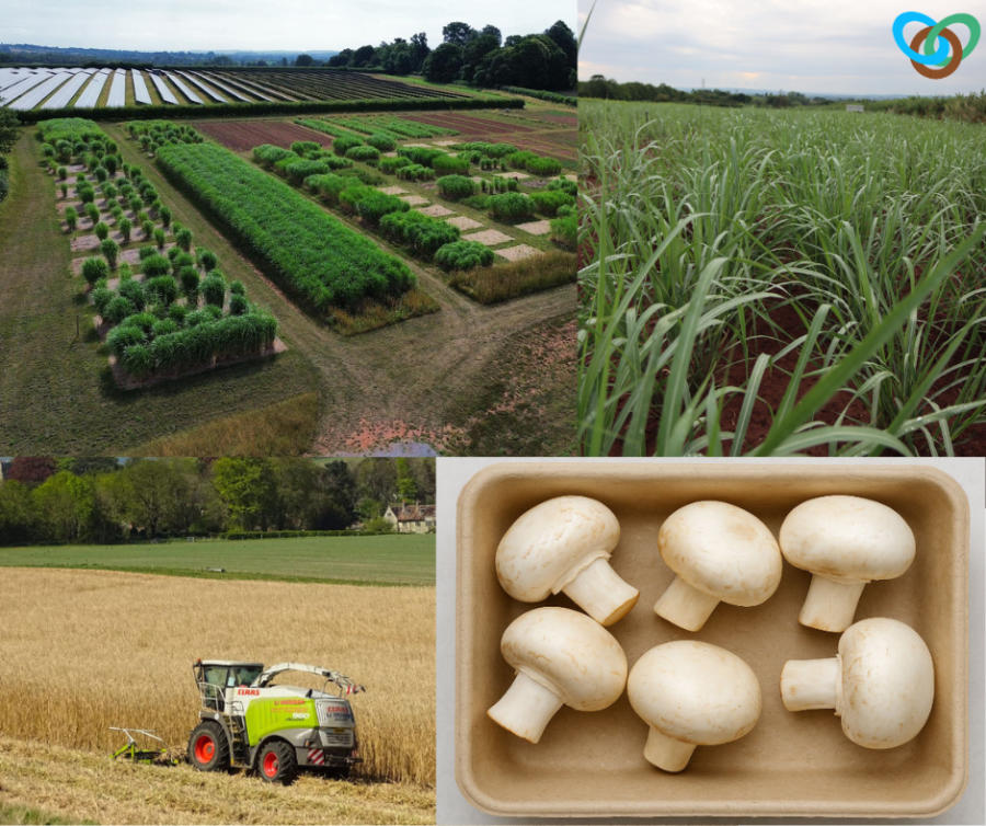 Miscanthus x giganteus, a sustainable raw product material