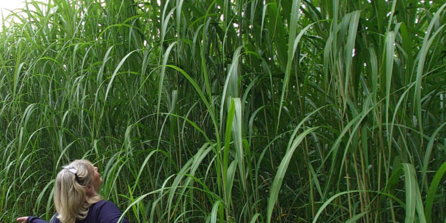 Miscanthus x giganteus, a non-invasive crop, growing up to 4m high